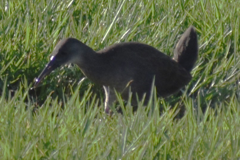 Kurşuni Sukılavuzu - ML645021478