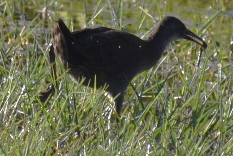 Kurşuni Sukılavuzu - ML645021480