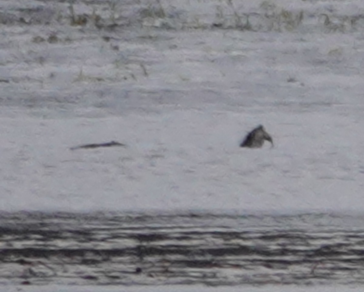 North American River Otter - ML645021486