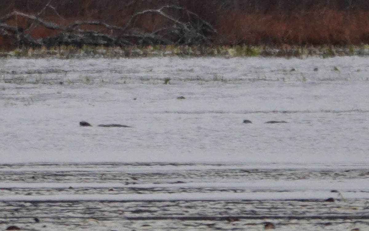 North American River Otter - ML645021488