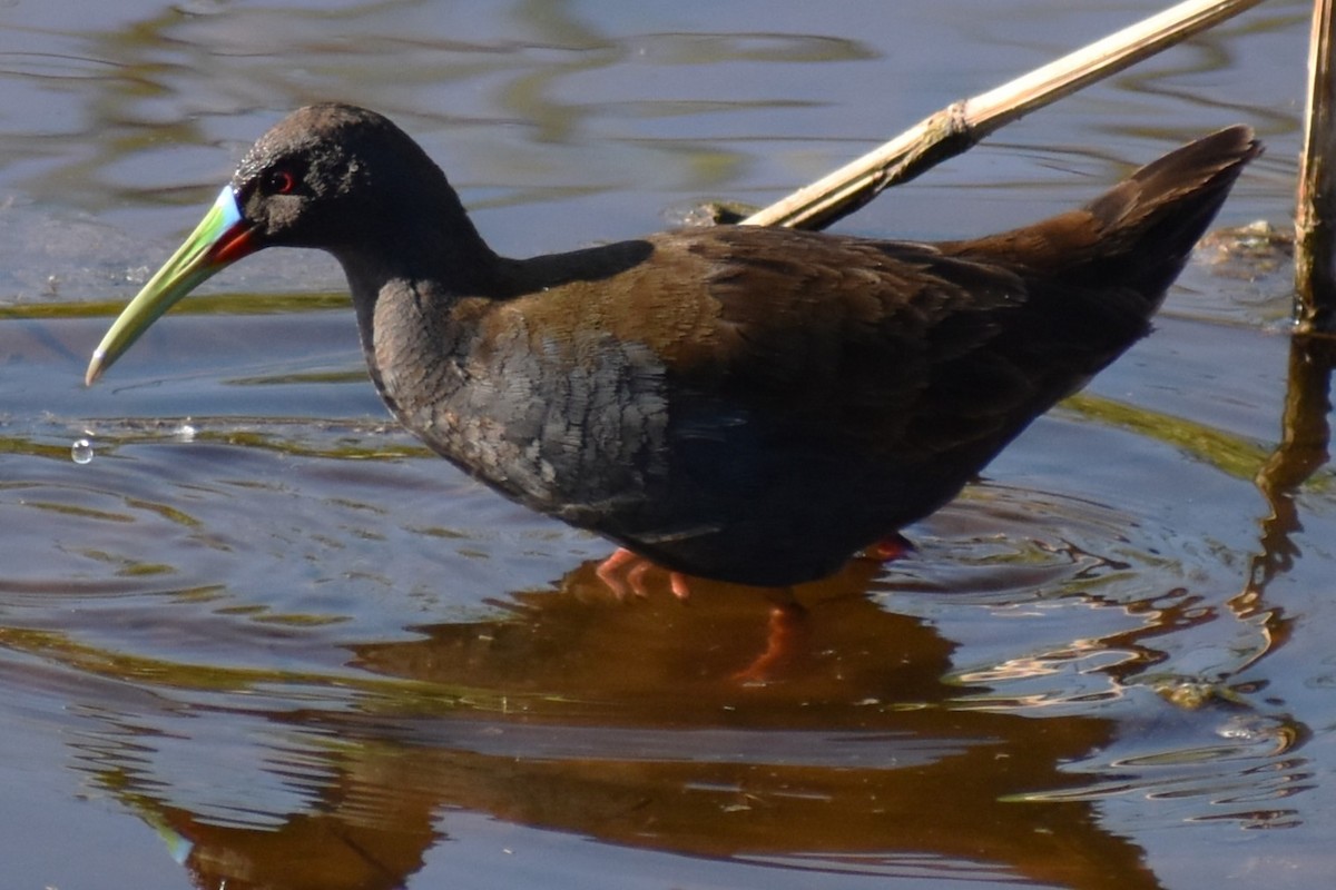 Kurşuni Sukılavuzu - ML645021490