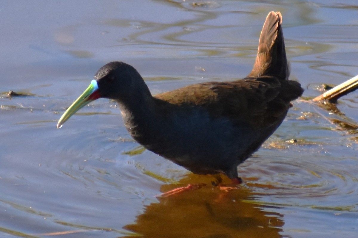 Kurşuni Sukılavuzu - ML645021491