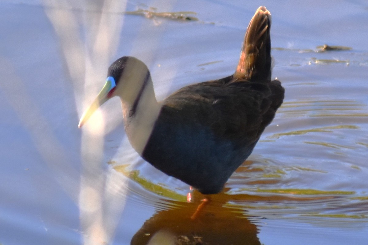 Kurşuni Sukılavuzu - ML645021493