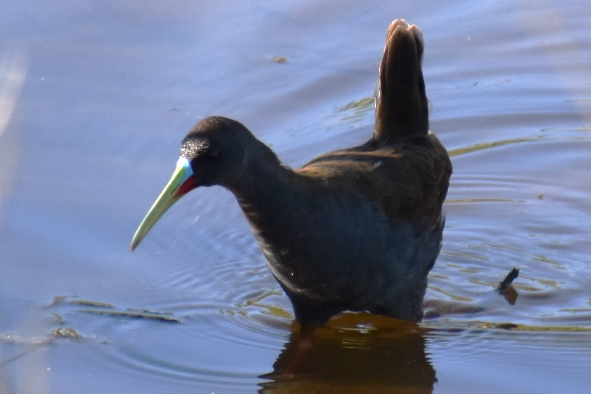 Kurşuni Sukılavuzu - ML645021494