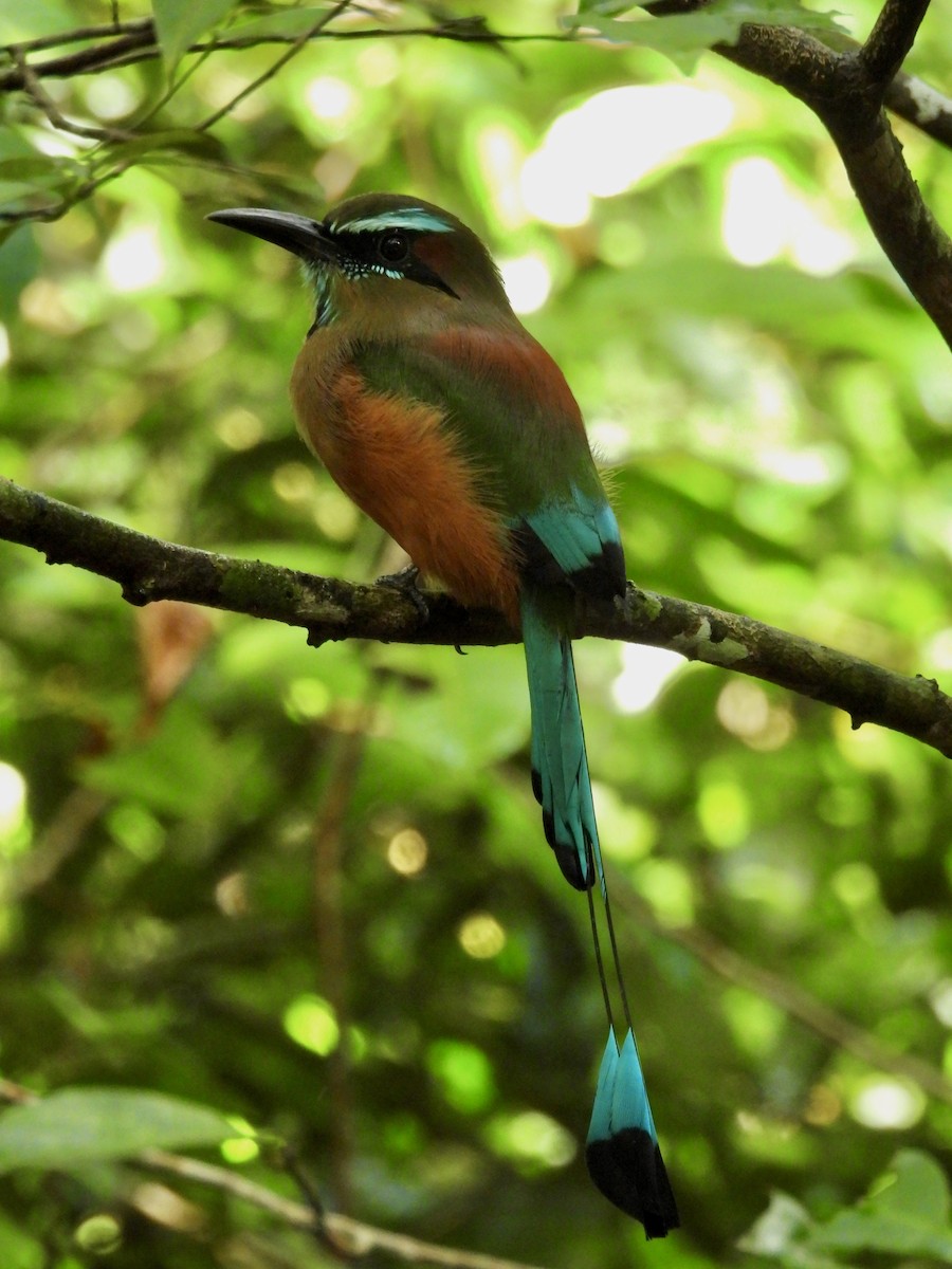 Момот рудочеревий - ML645021498