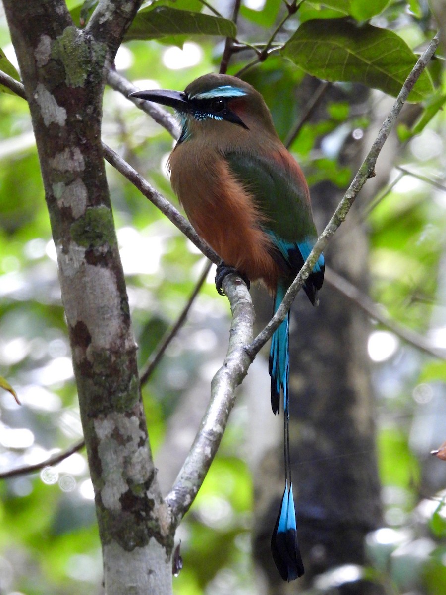 Момот рудочеревий - ML645021499