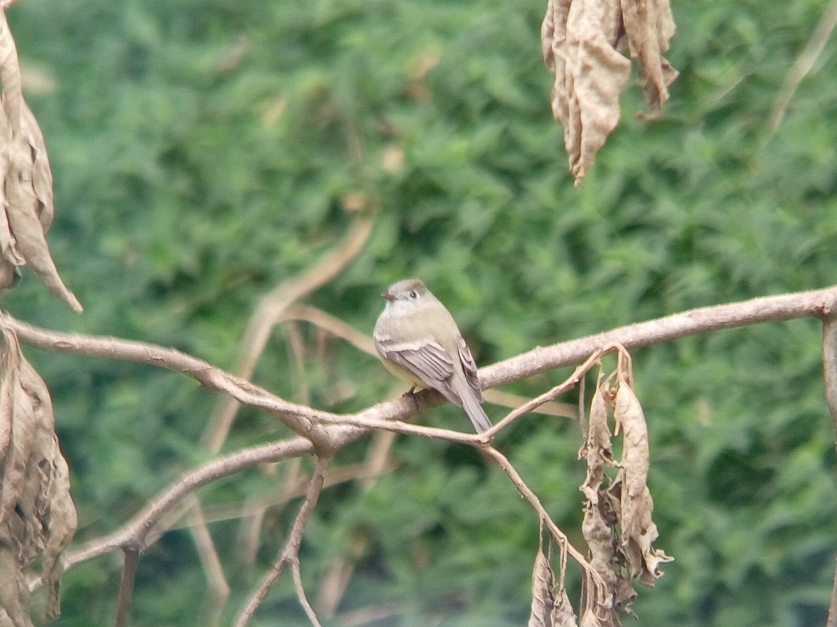 Hammond's Flycatcher - ML645021523