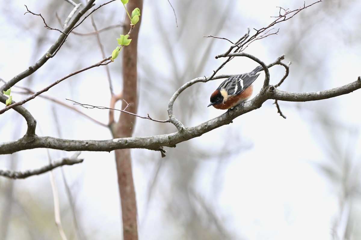 Bay-breasted Warbler - ML645021539