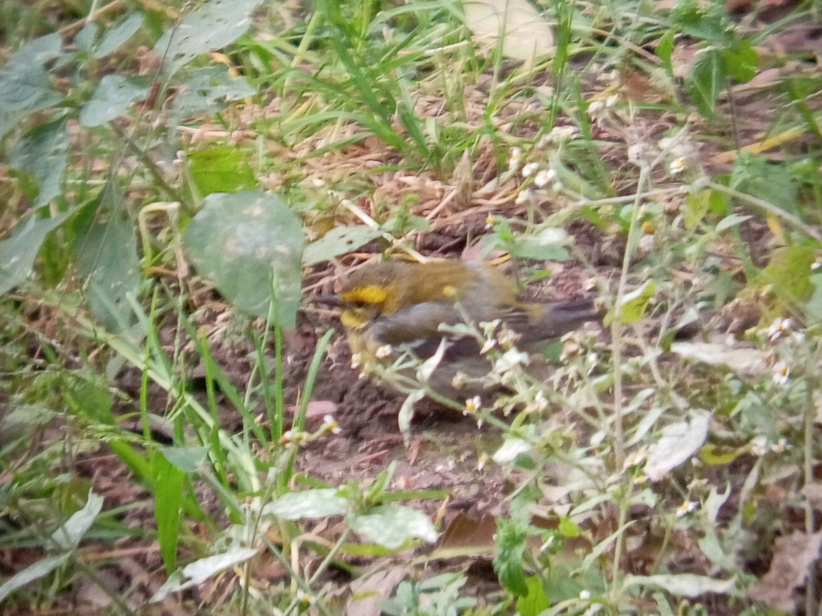 Townsend's Warbler - ML645021552