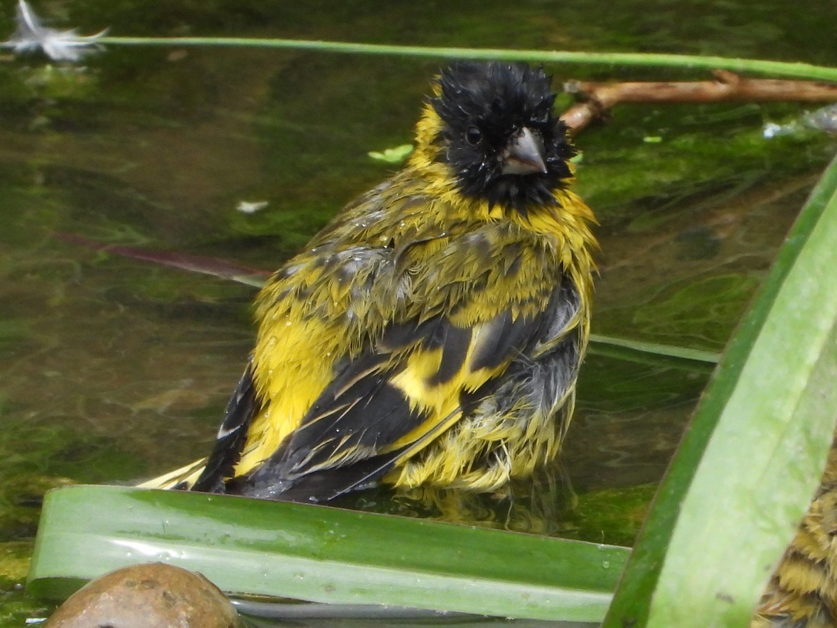 Hooded Siskin - ML645021561