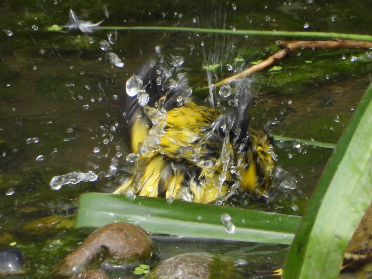Hooded Siskin - ML645021562