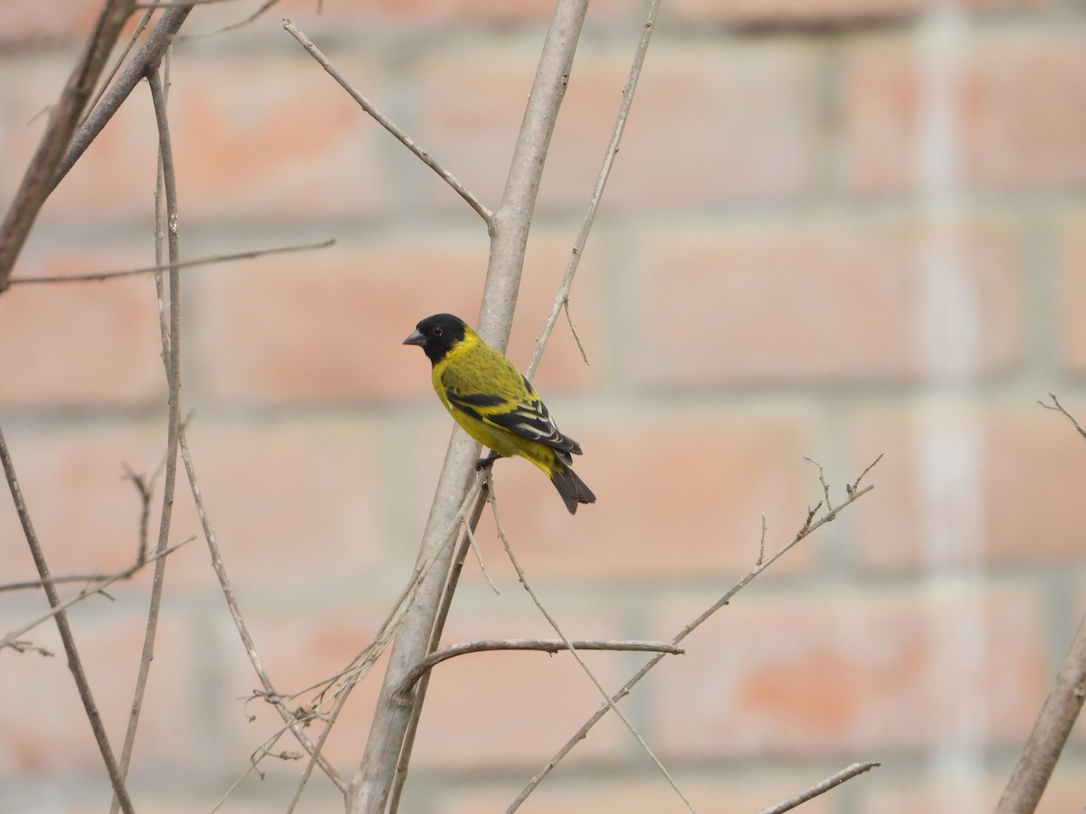 Hooded Siskin - ML645021563