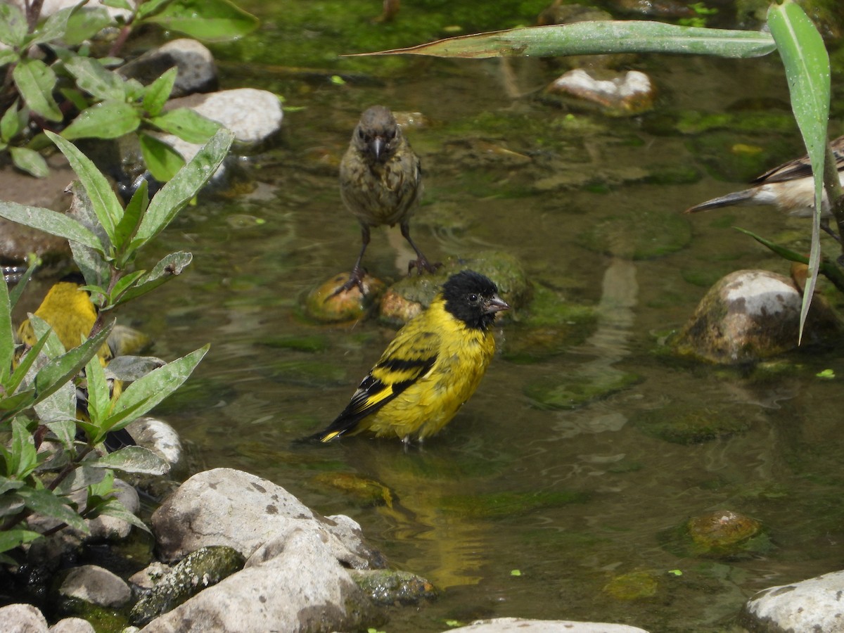 Hooded Siskin - ML645021564