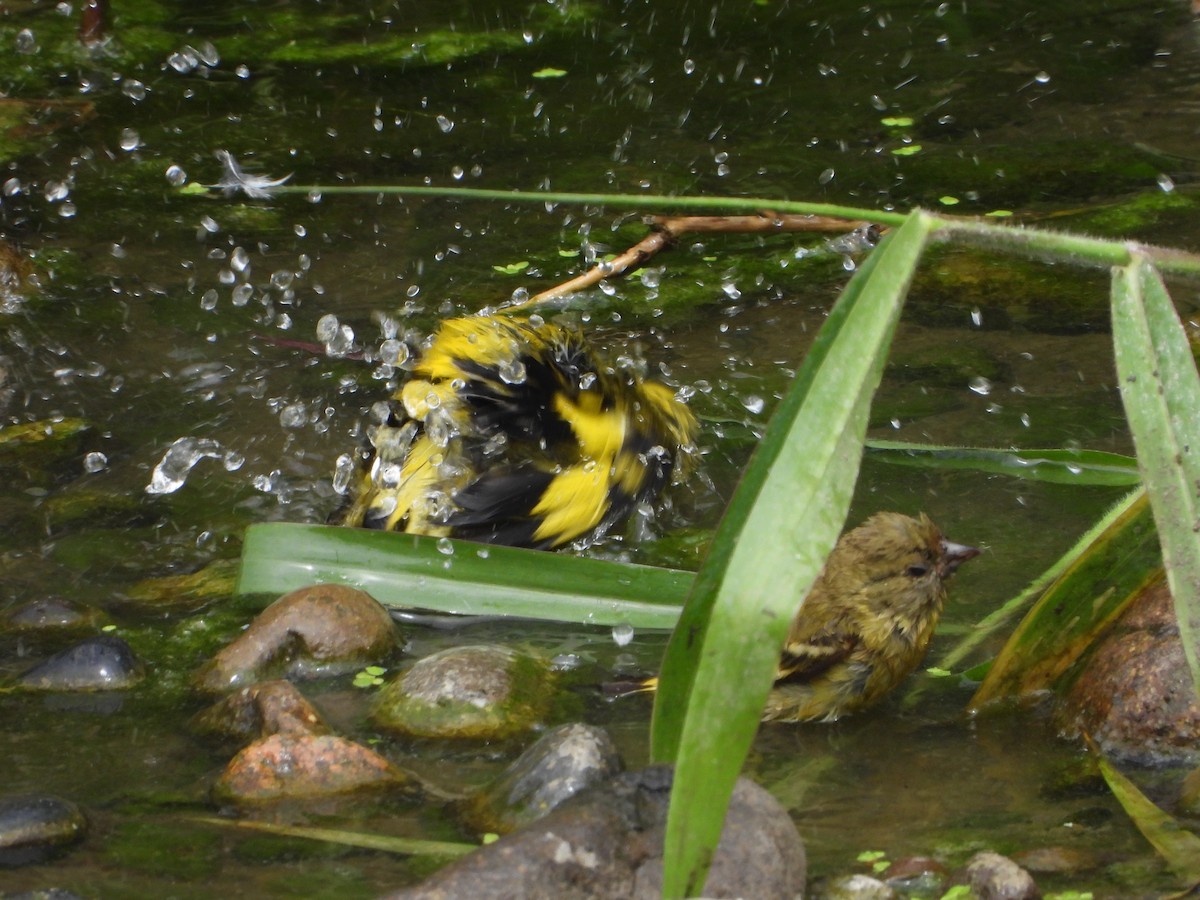 Hooded Siskin - ML645021565
