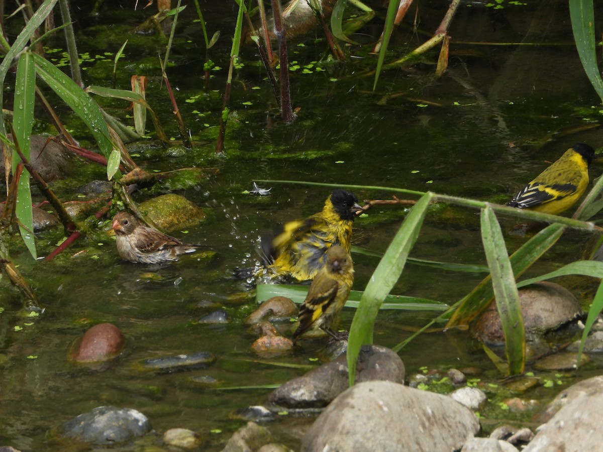 Hooded Siskin - ML645021566
