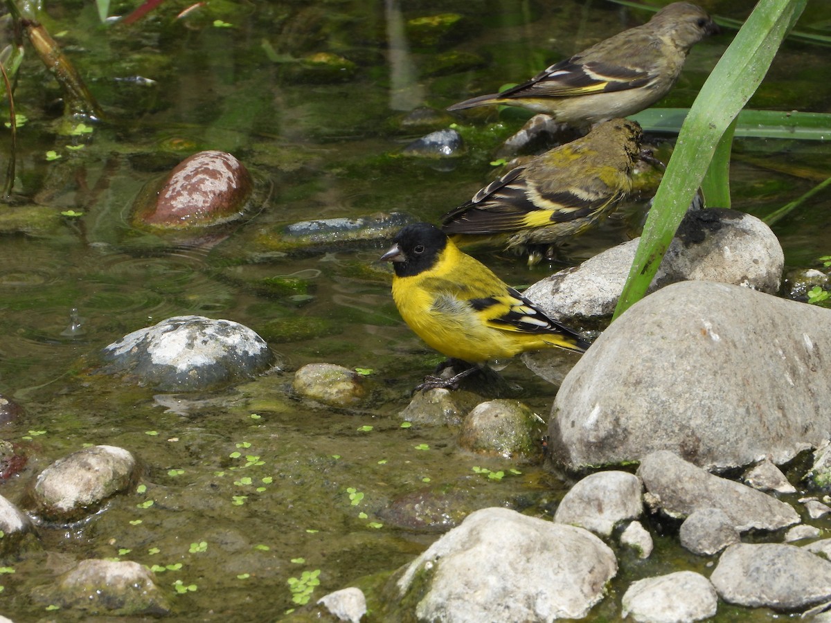 Hooded Siskin - ML645021567