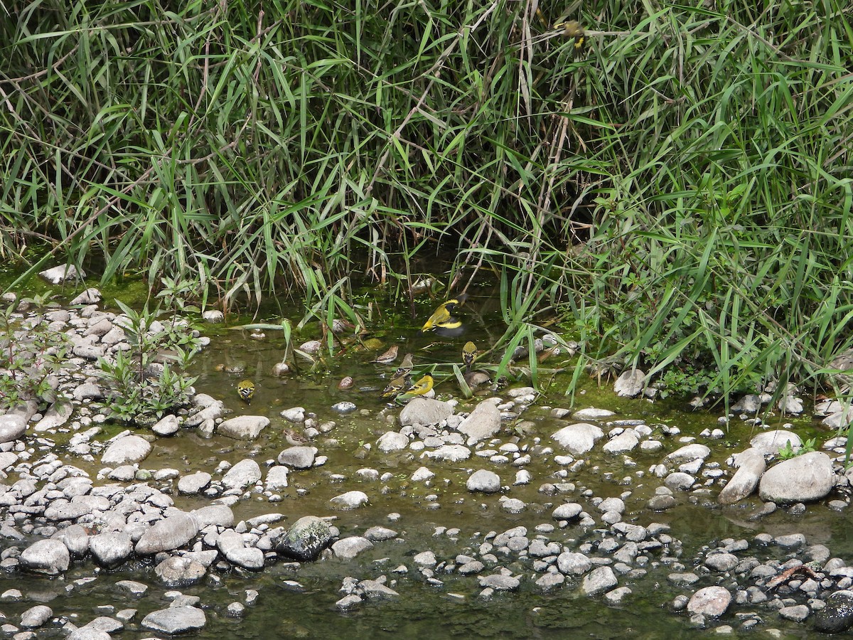 Hooded Siskin - ML645021568