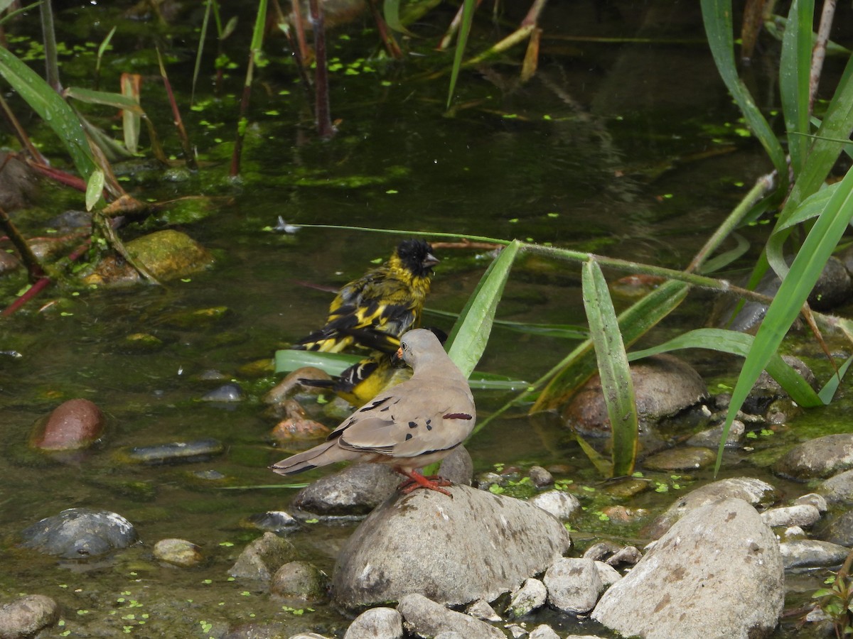Hooded Siskin - ML645021569