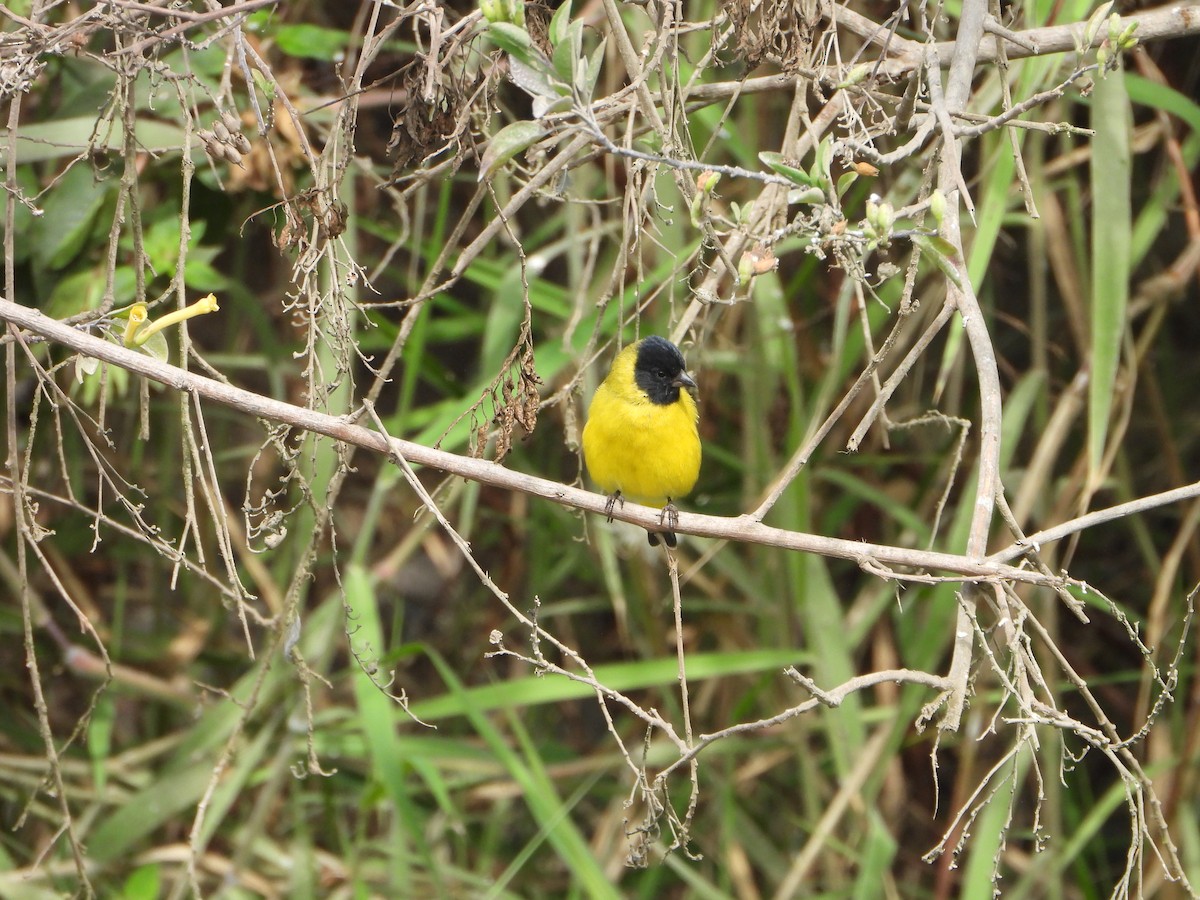 Hooded Siskin - ML645021570
