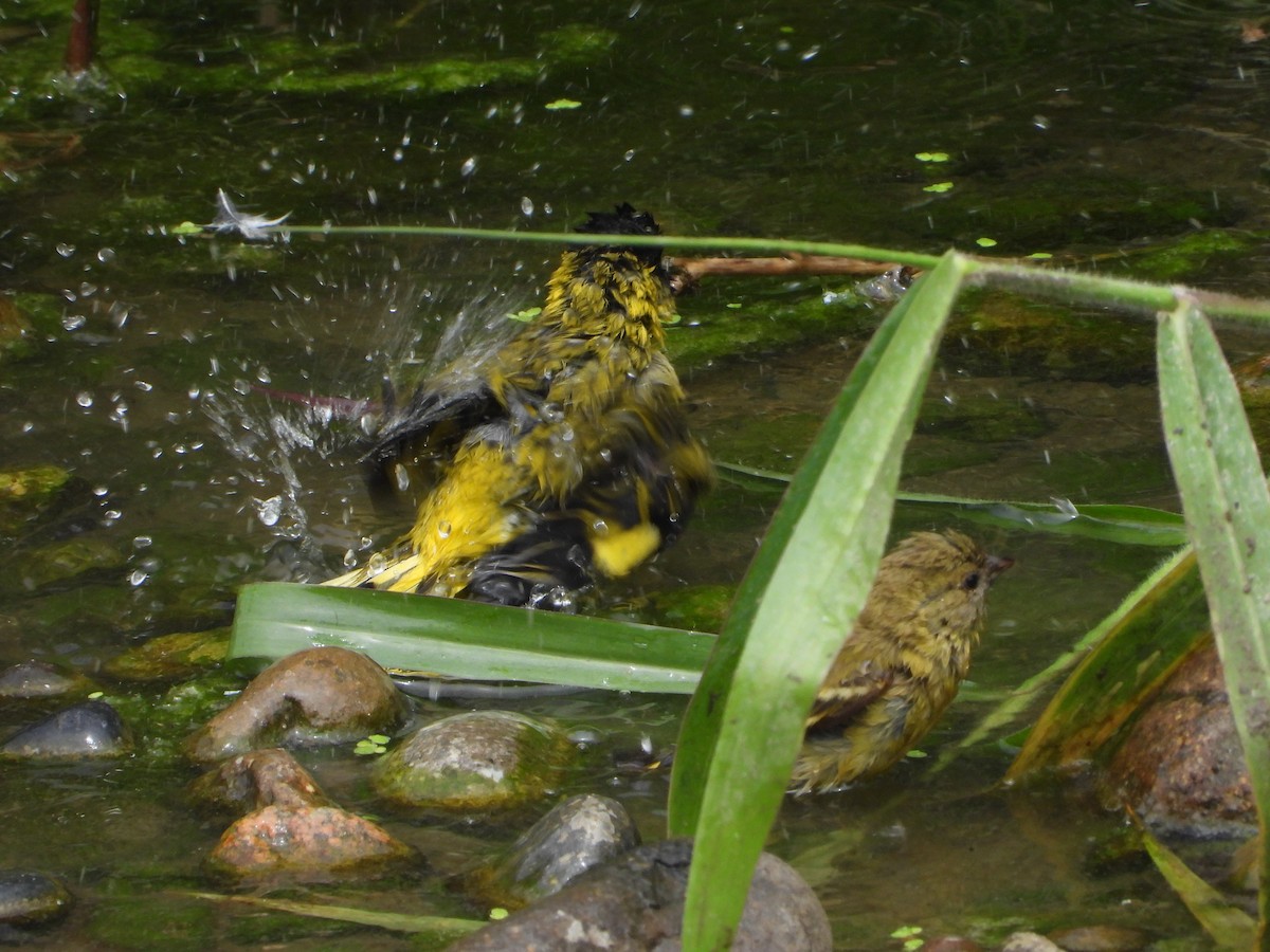 Hooded Siskin - ML645021571