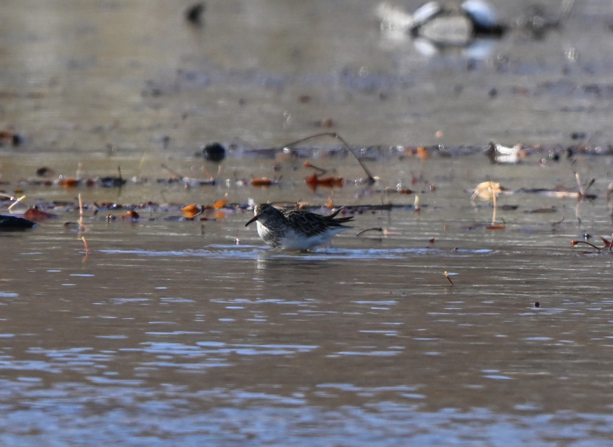 Дутыш - ML645021573