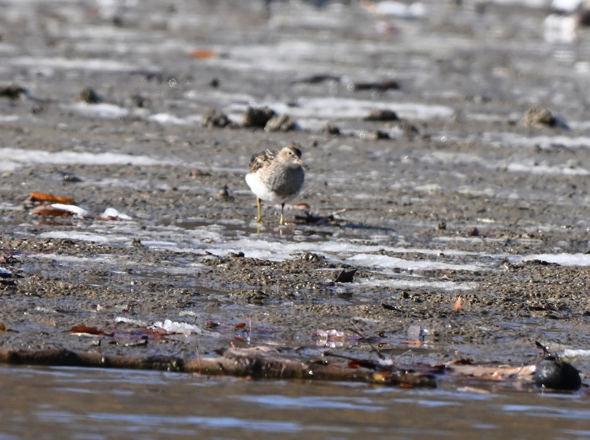 Дутыш - ML645021574