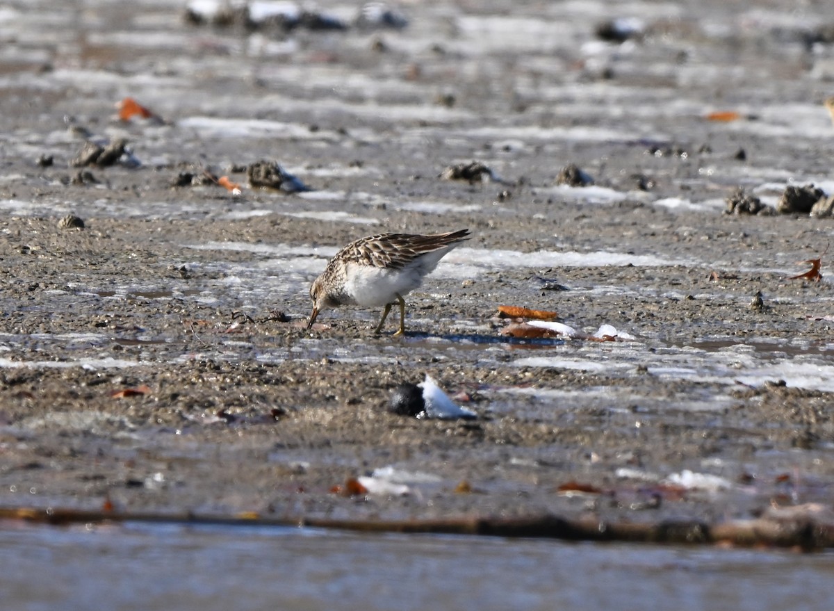 Дутыш - ML645021575