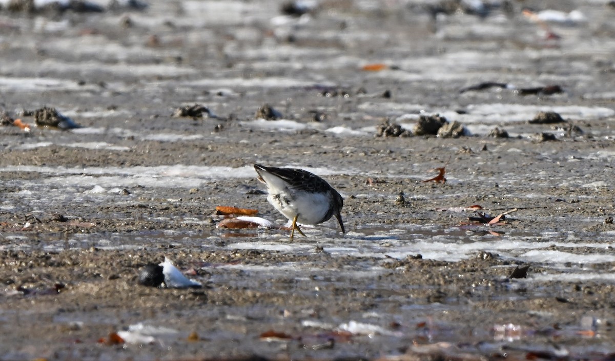 Дутыш - ML645021576