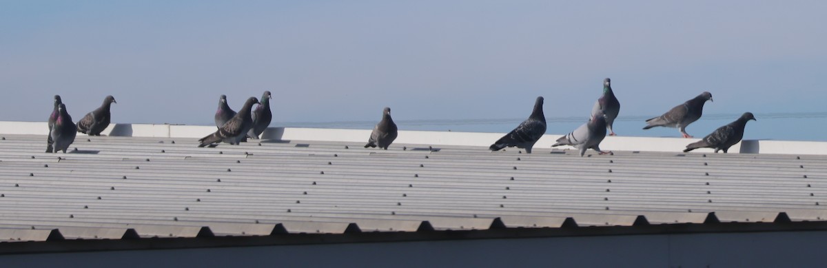 Haitz-usoa (etxekoa) - ML645021580