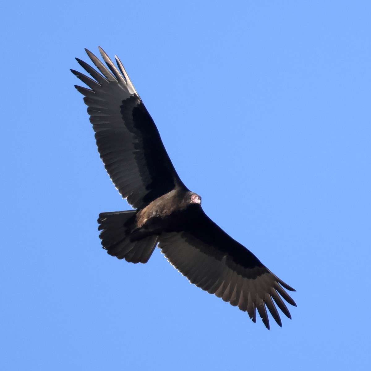 Turkey Vulture - ML645021597