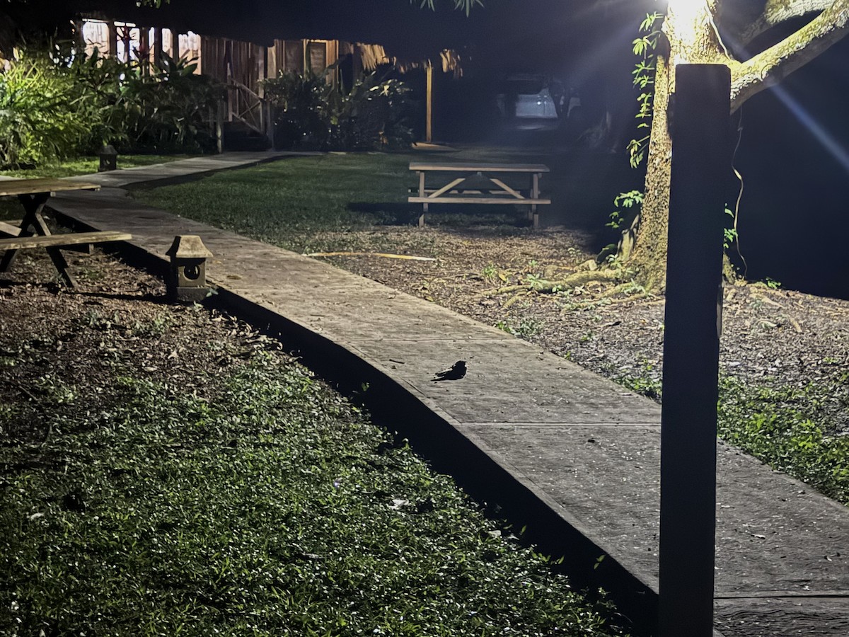 Пораке - ML645021612