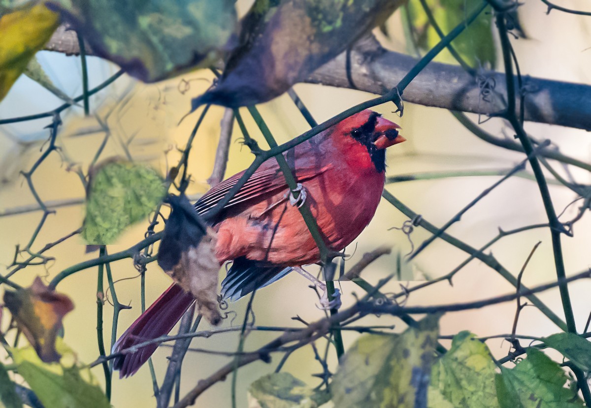 Northern Cardinal - ML645021640