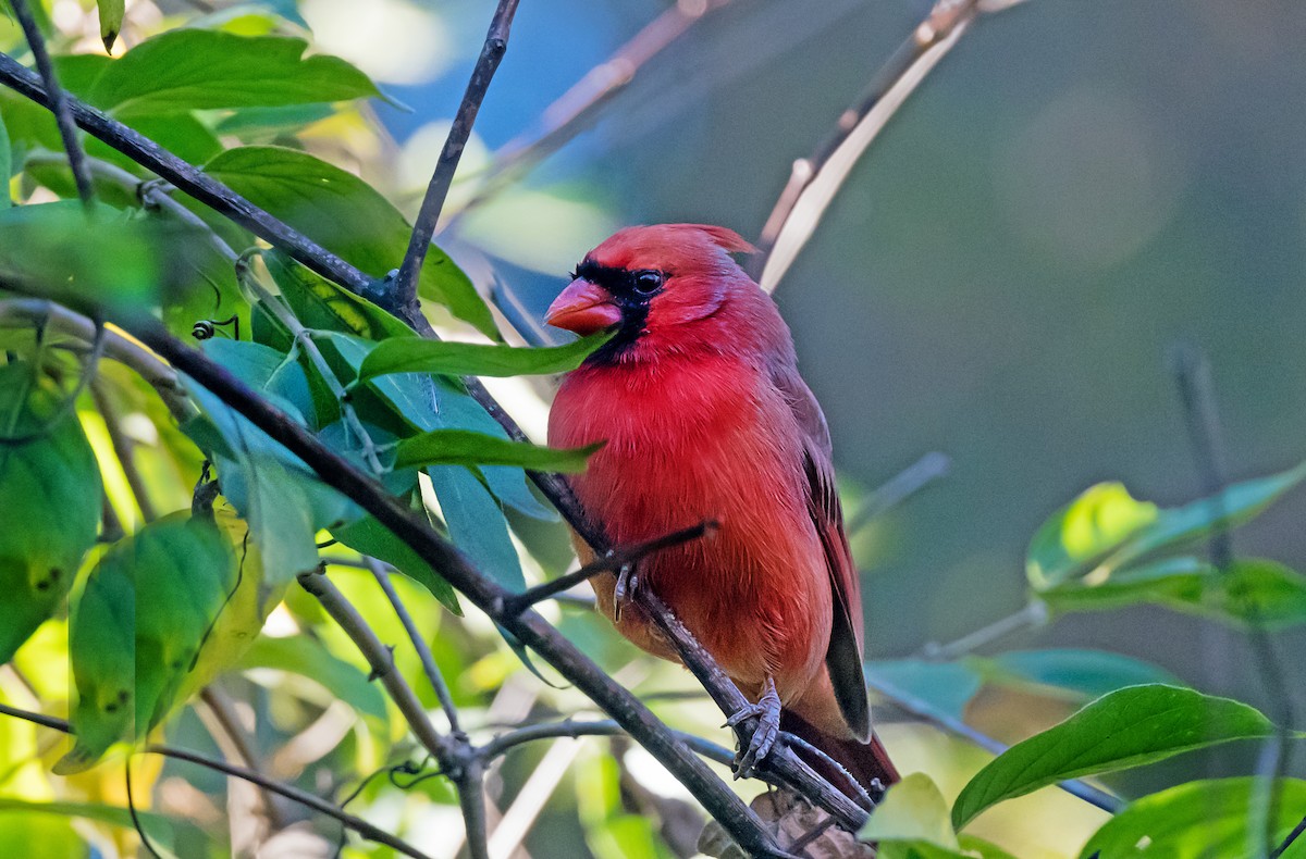 Northern Cardinal - ML645021644