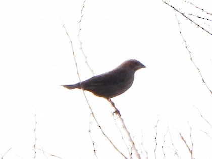 brunhodetrupial - ML645021645