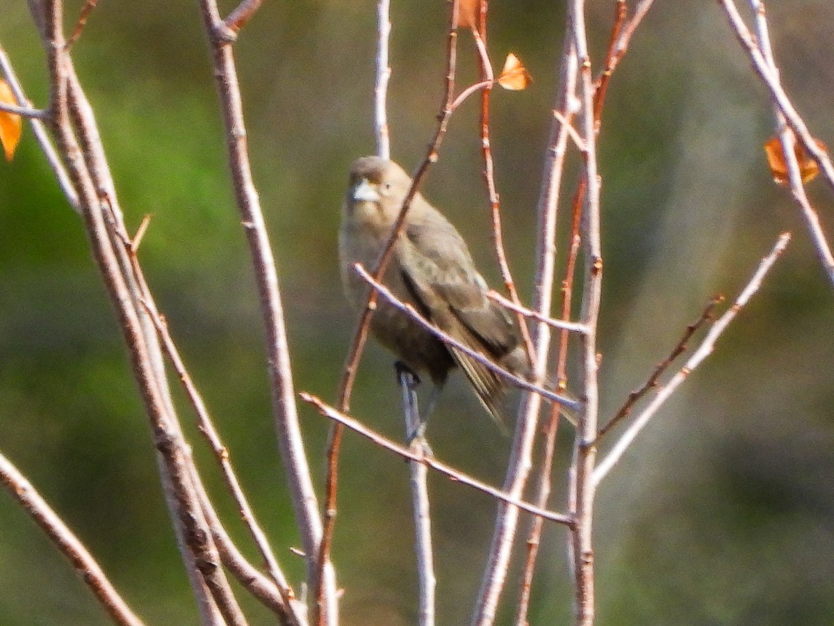 brunhodetrupial - ML645021646