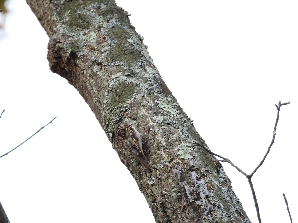 Brown Creeper - ML645021650