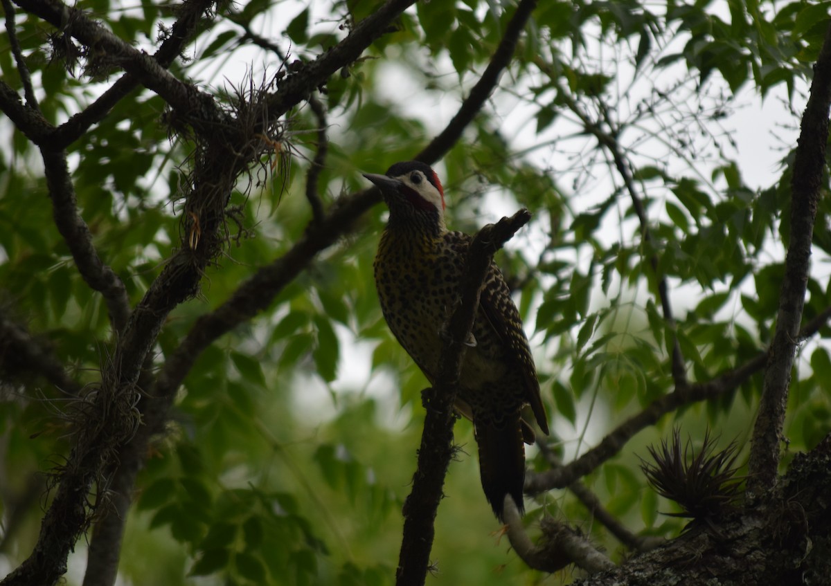 Декол плямистоволий - ML645021652