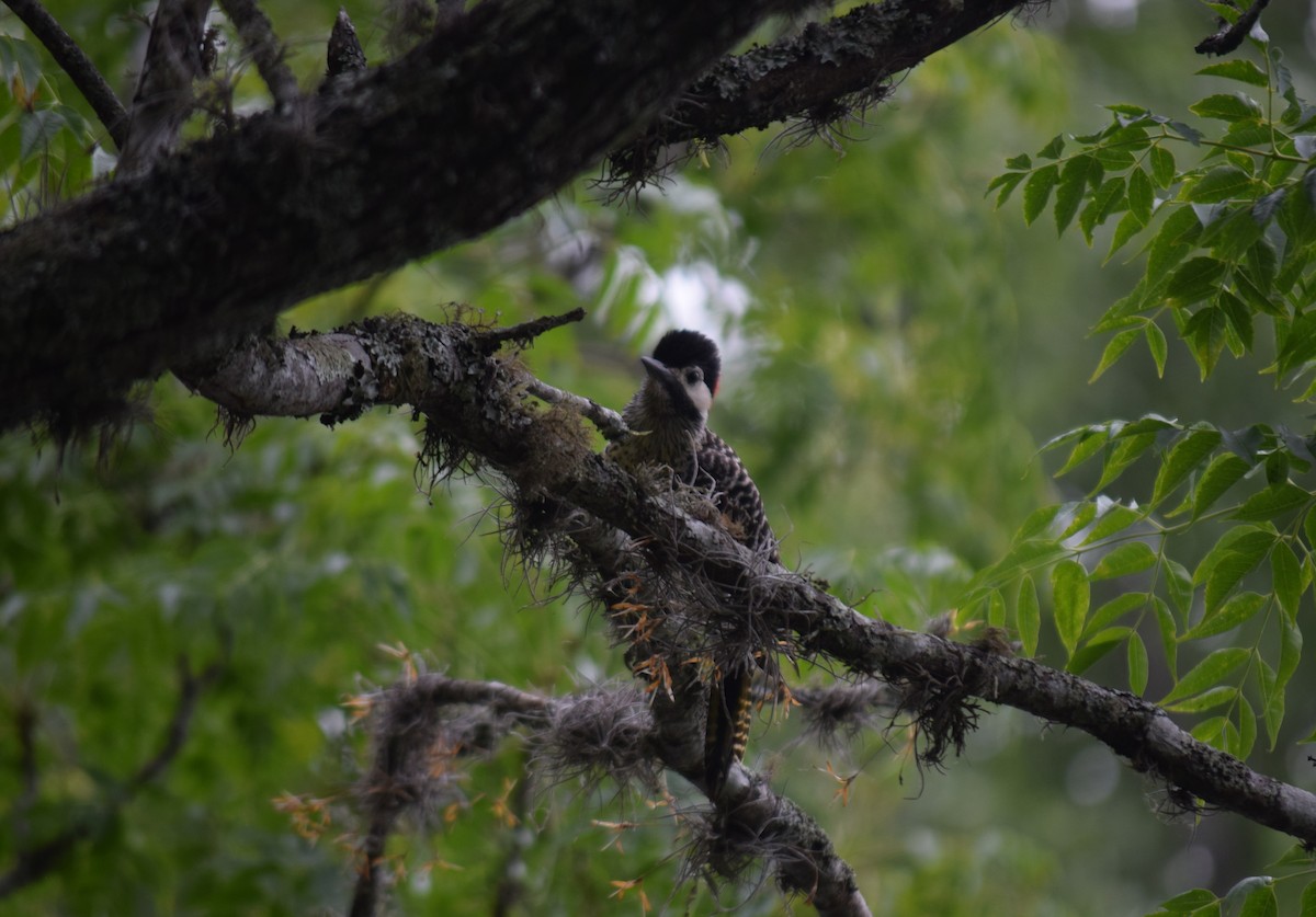 Декол плямистоволий - ML645021653