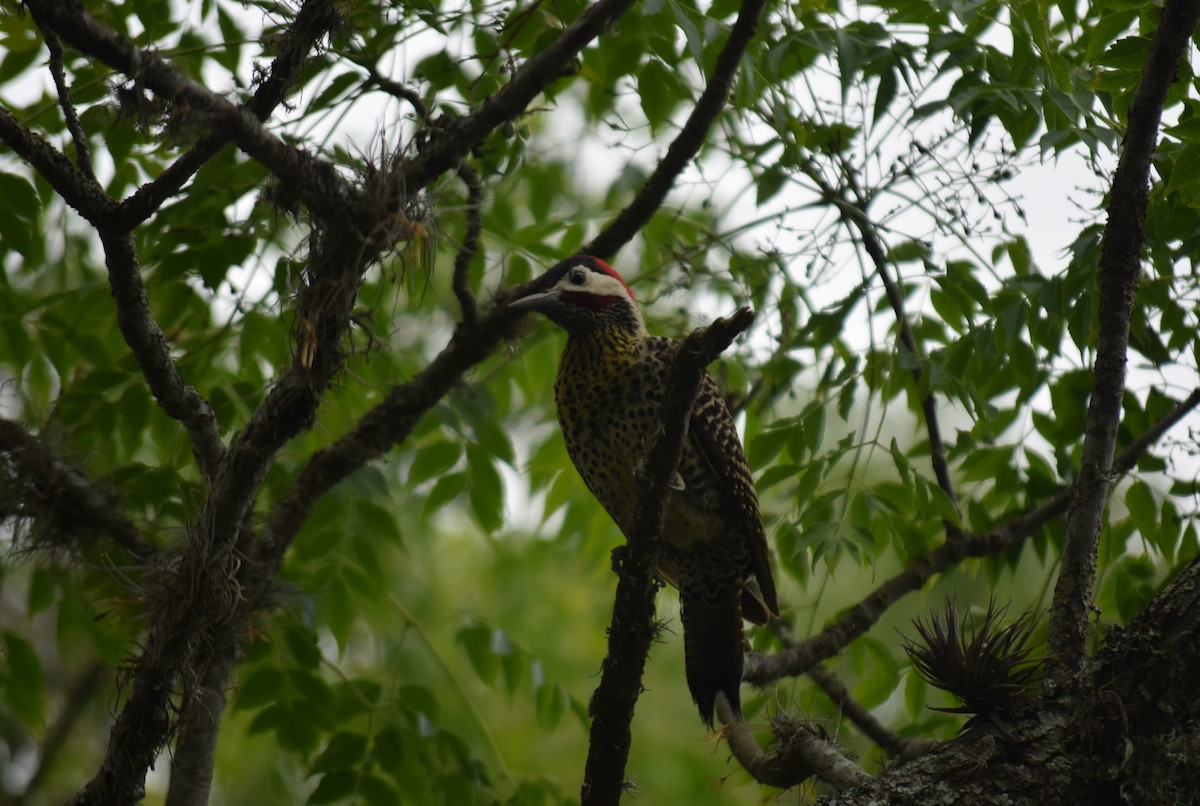 Декол плямистоволий - ML645021654