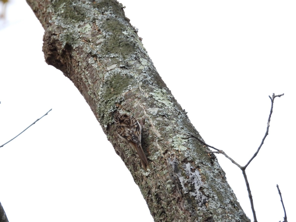 Brown Creeper - ML645021677