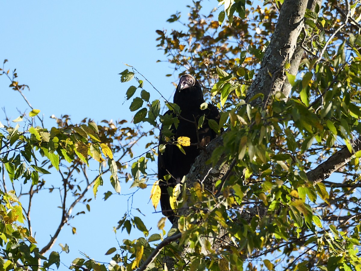 Turkey Vulture - ML645021680