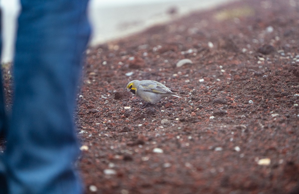 Yellow-bridled Finch - ML645021701
