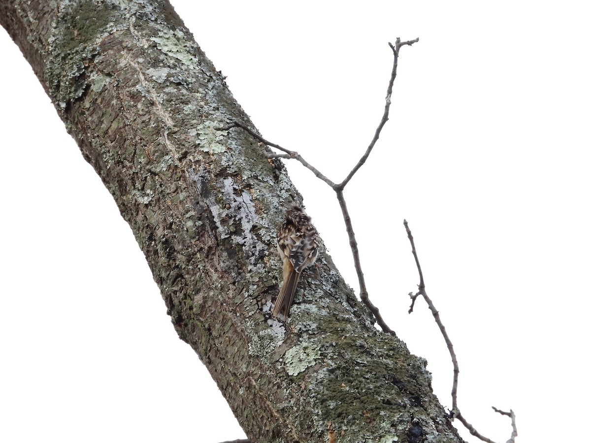 Brown Creeper - ML645021703