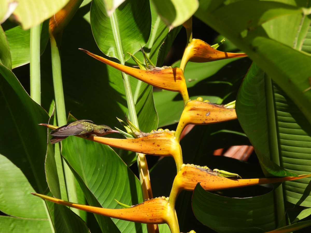 Cinnamon Hummingbird - ML645021706