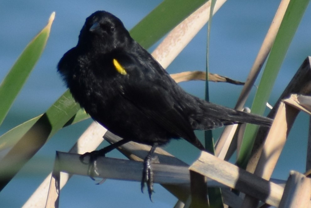 Varillero Aliamarillo - ML645021716