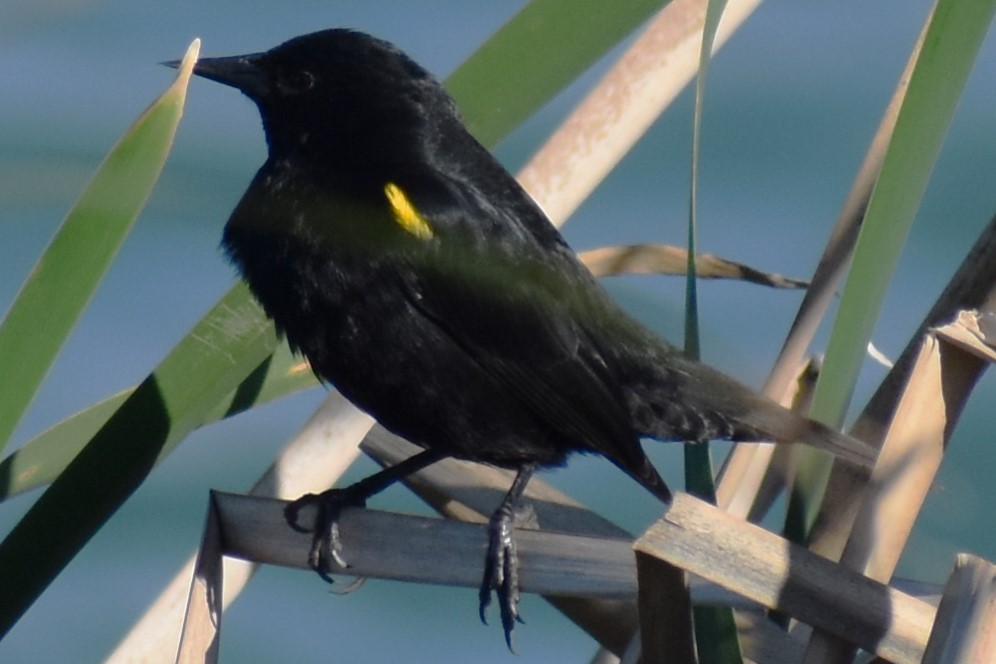 Varillero Aliamarillo - ML645021718