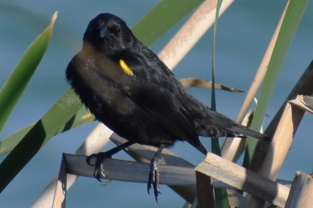 Varillero Aliamarillo - ML645021719