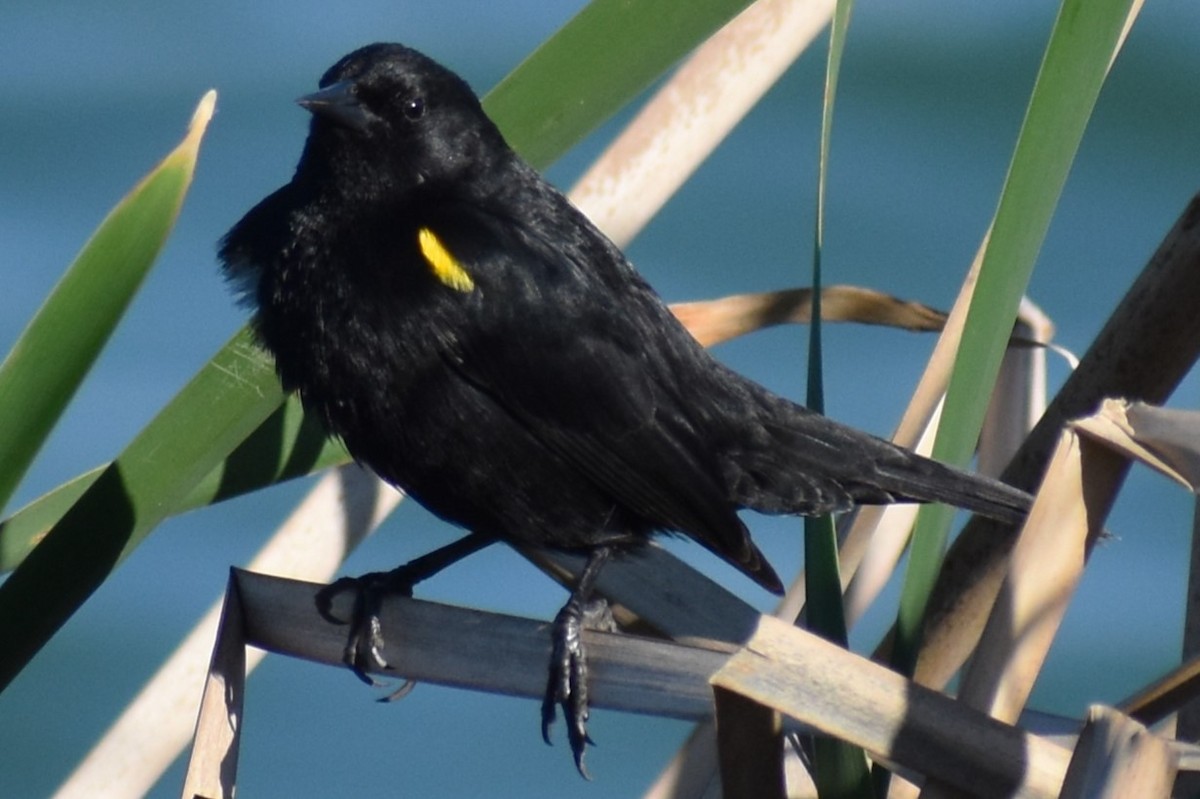 Varillero Aliamarillo - ML645021720