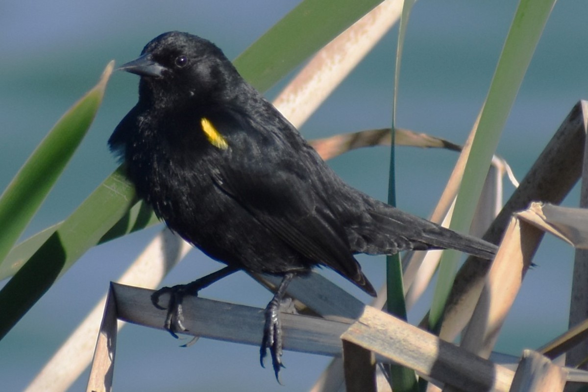 Varillero Aliamarillo - ML645021721