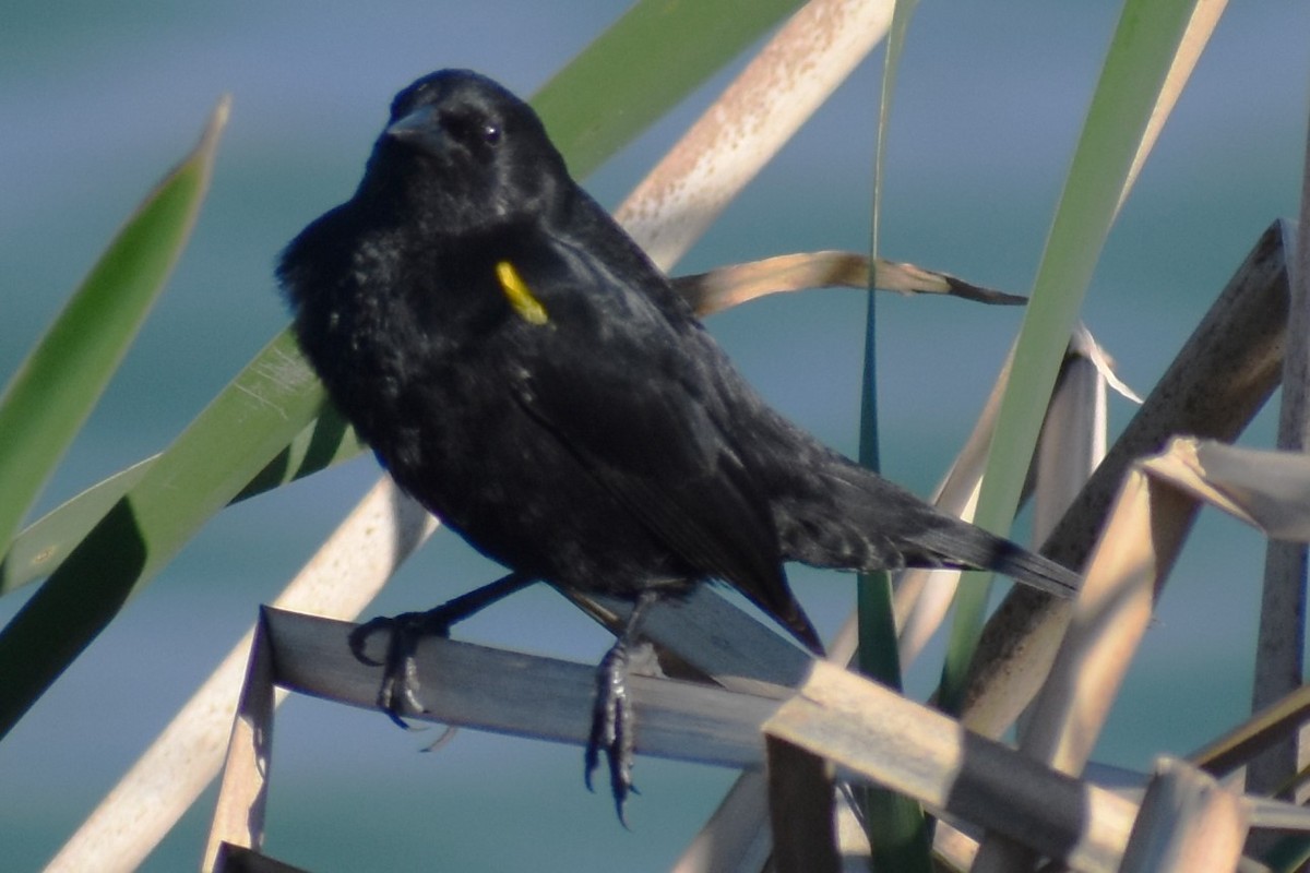 Varillero Aliamarillo - ML645021722